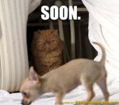 cat-looking-at-cute-puppy[1].jpg