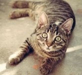 staring-cat-82961888.jpg