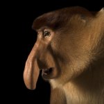 proboscis-monkey_thumb.ngsversion.1485799202982.adapt.1900.1.jpg