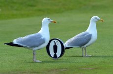 seagulls-british-open-tee.jpg