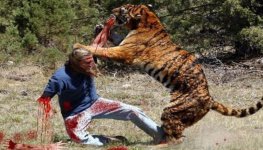 tiger kill.JPG