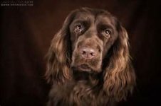 sussex spaniel.jpg