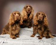 sussex spaniel 2.jpg