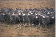 flock-of-black-sheep-GoodSalt-jtbps0551.jpg