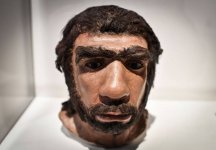 f-neanderthal-a-20180721-870x606.jpg