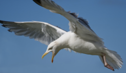 Seagull.png Seagull.png