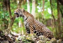 Jaguar.jpg Jaguar.jpg