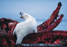 Polar Bear.png Polar Bear.png