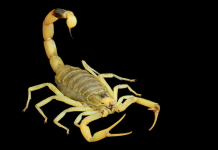 Deathstalker Scorpion.png Deathstalker Scorpion.png