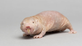Naked Mole Rat.png Naked Mole Rat.png
