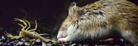 Grasshopper Mouse.png Grasshopper Mouse.png