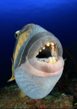 Titan Triggerfish.png Titan Triggerfish.png