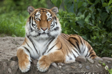 Tiger.png Tiger.png