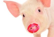 lipstick-on-a-pig.jpg