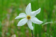 narcissus.JPG narcissus.JPG