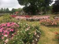 Rose garden.jpg