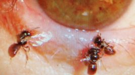 _106405177_bee2.jpg _106405177_bee2.jpg