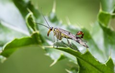 Scorpion Fly_1.jpg