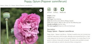 Poppy.JPG