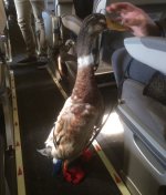 Emotional-Support-Duck.jpg Emotional-Support-Duck.jpg