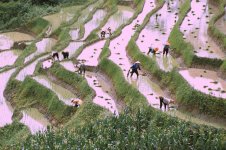 china-paddy-field-rice11.jpg