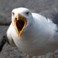 Pevenseagull