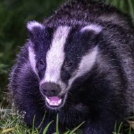 Alba Badger