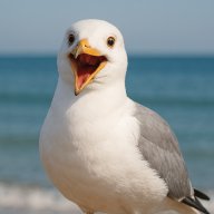 singing4seagulls