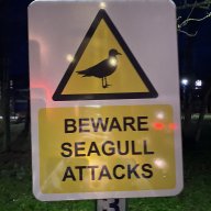 SeagullsoverLondon