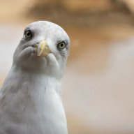 JManGulls