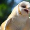 Owlseagull