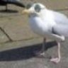 fat old seagull