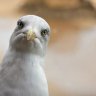 JManGulls