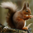 Red Squirrel