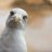 JManGulls